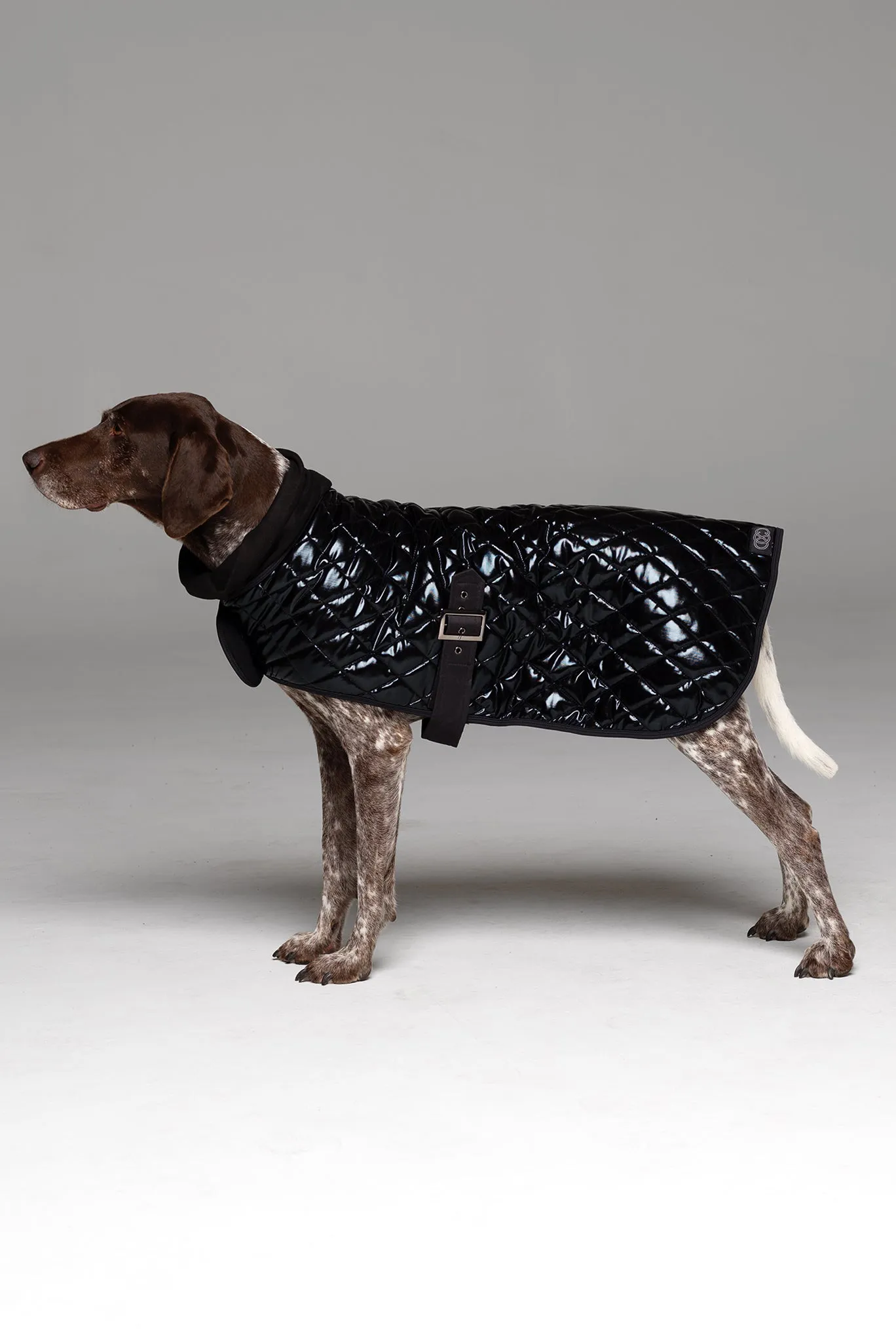 Alpha Dog Coat