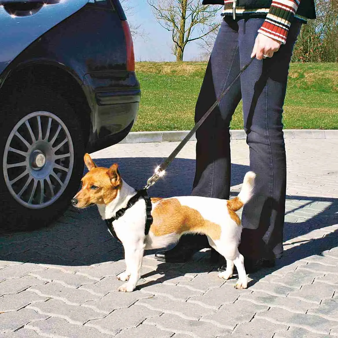 Car Harness