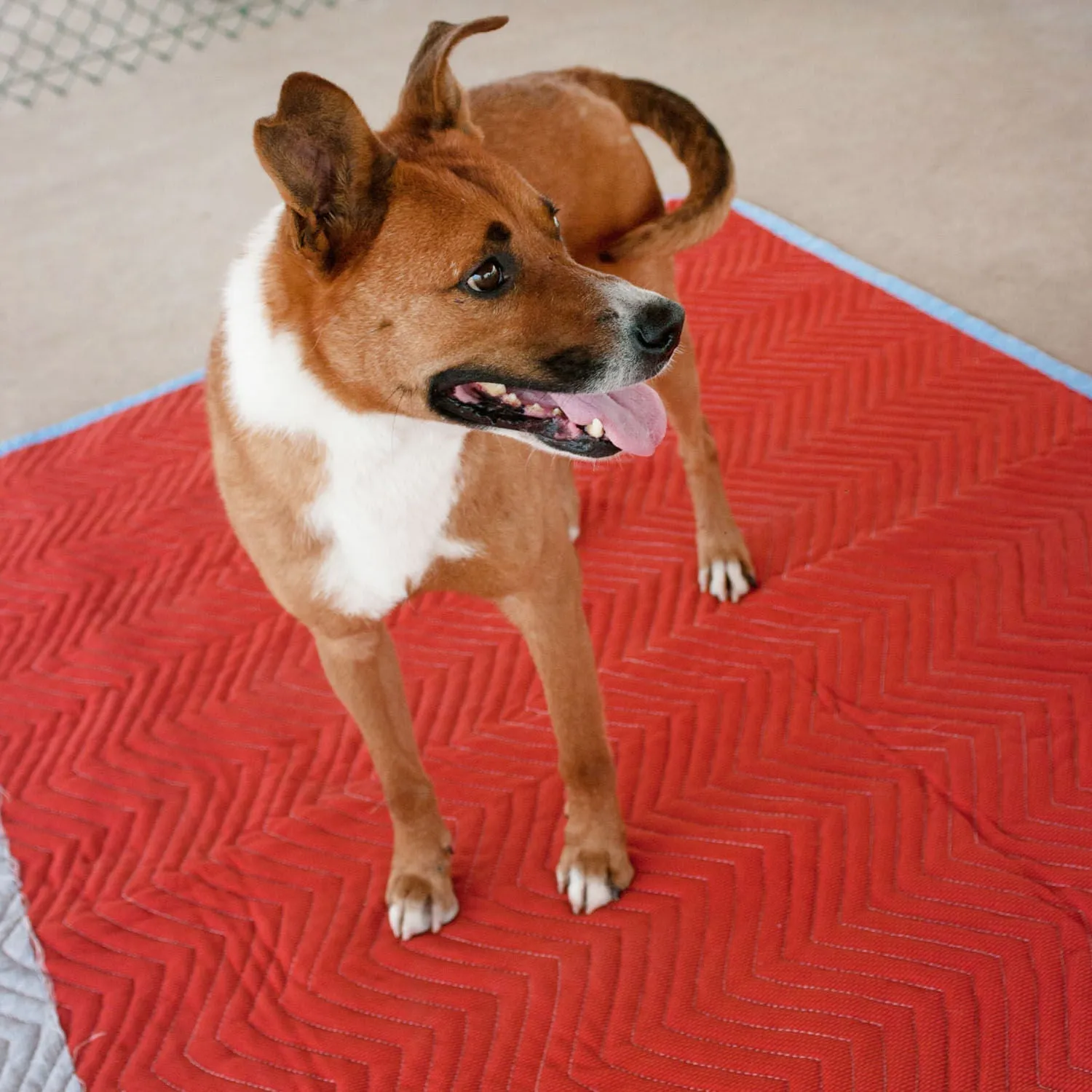 Multi Pad for Kennel