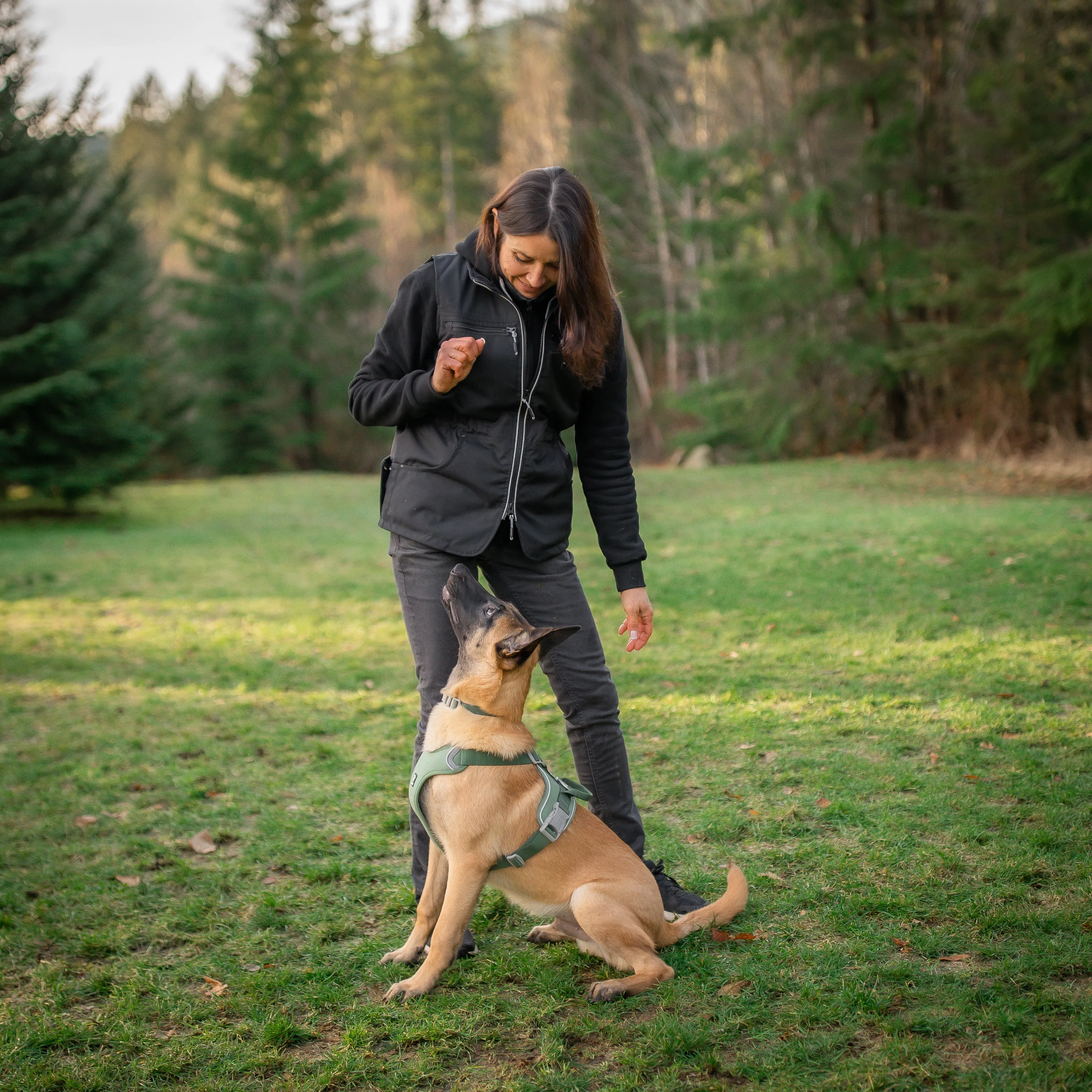 Pet Dog Training 6-Pack