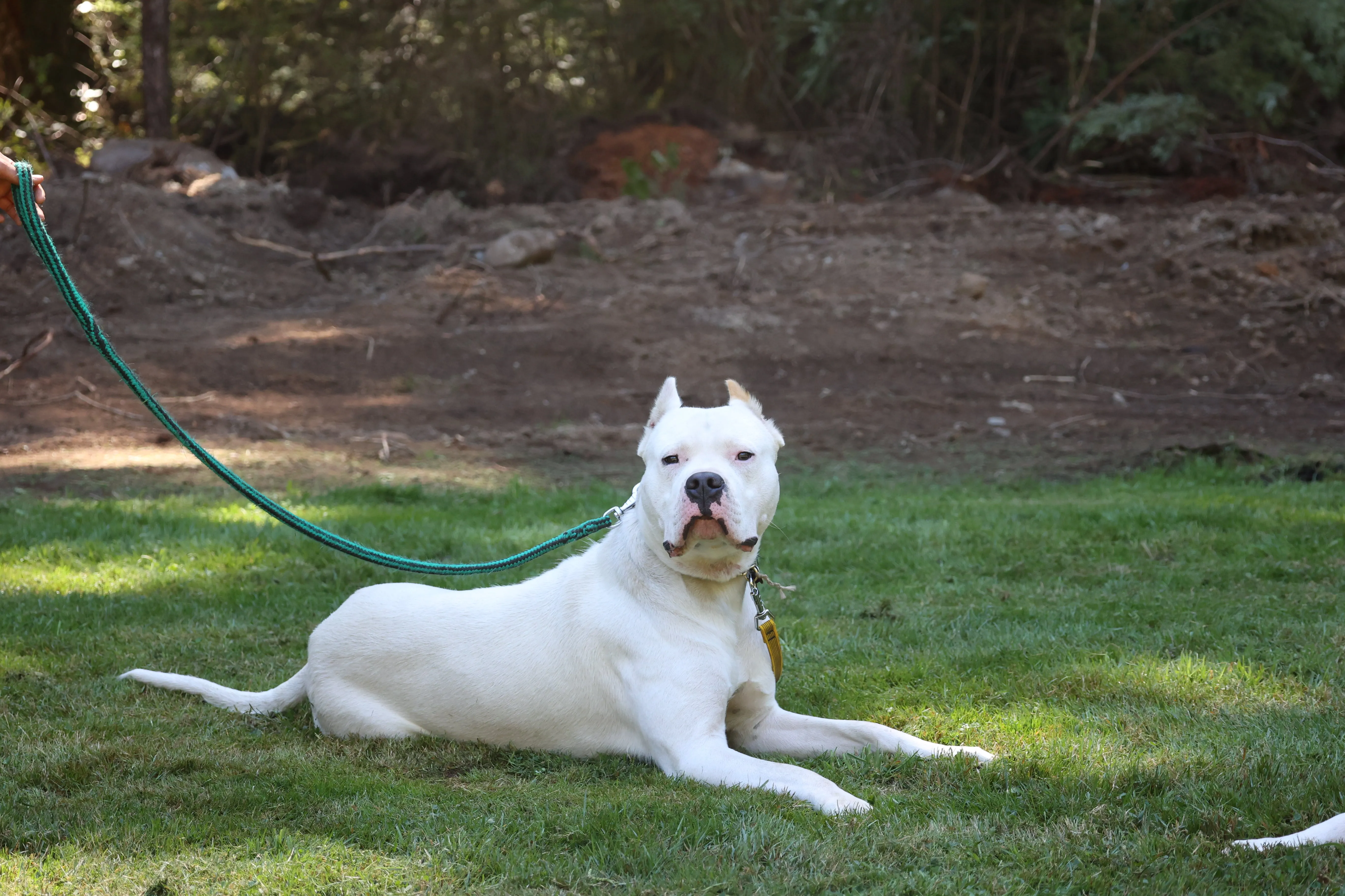 Pet Dog Training 6-Pack